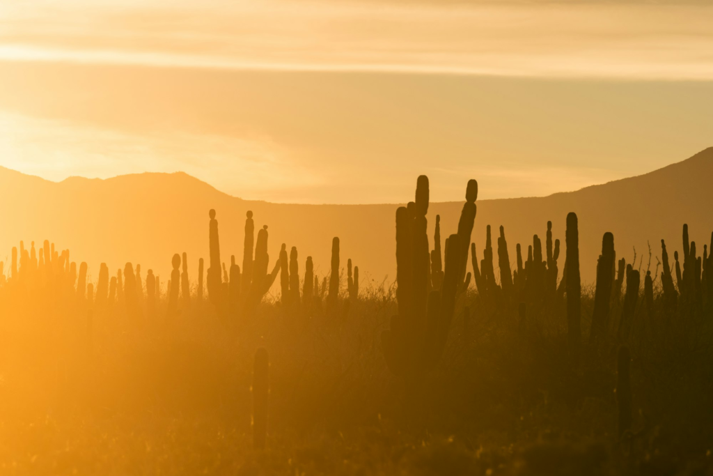 Cactus silhouettes at golden hour